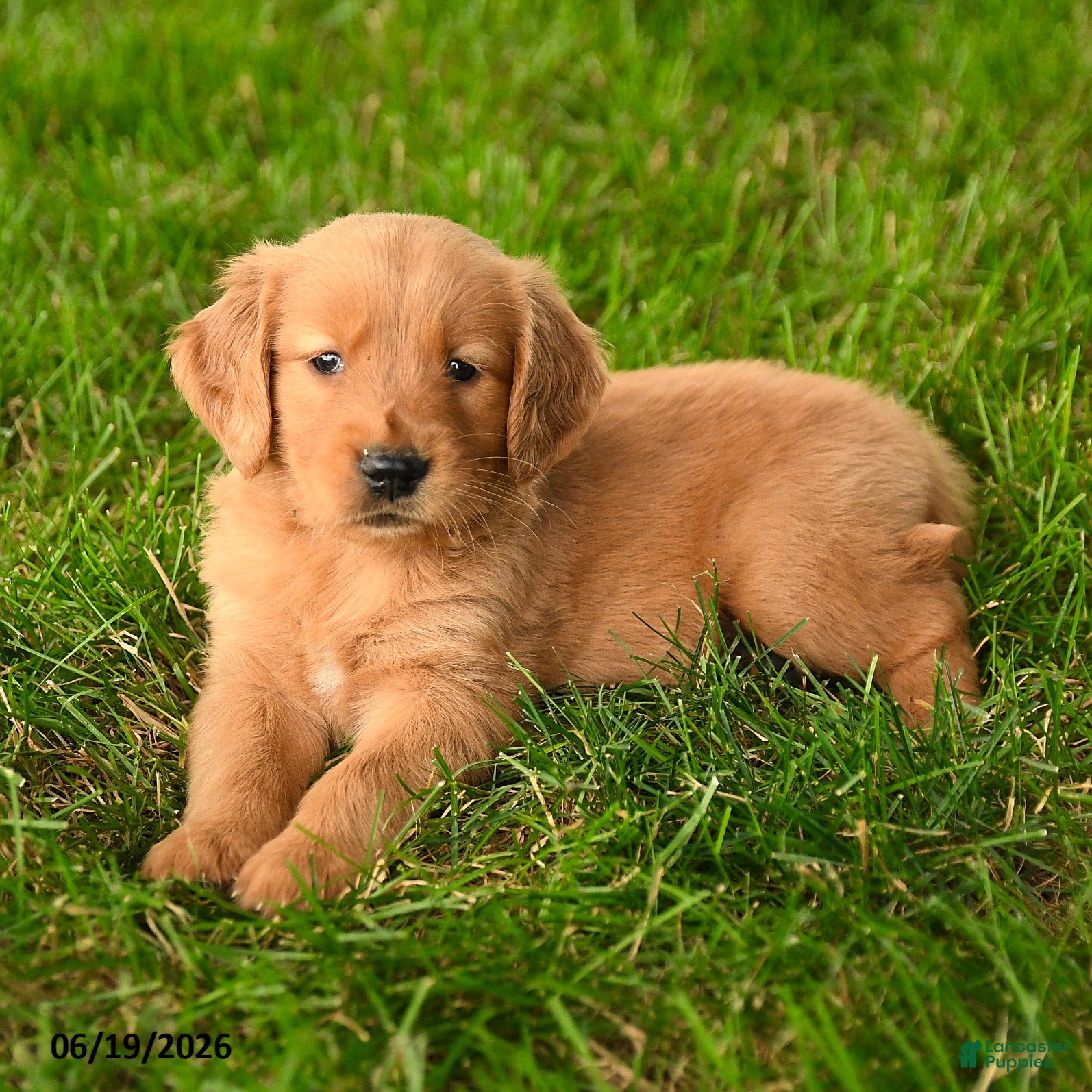 Golden Retriever dogs Charlie - Ad 2