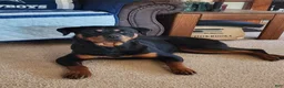 Rottweiler dogs for sale: Rottweiler 4 - Ad 5
