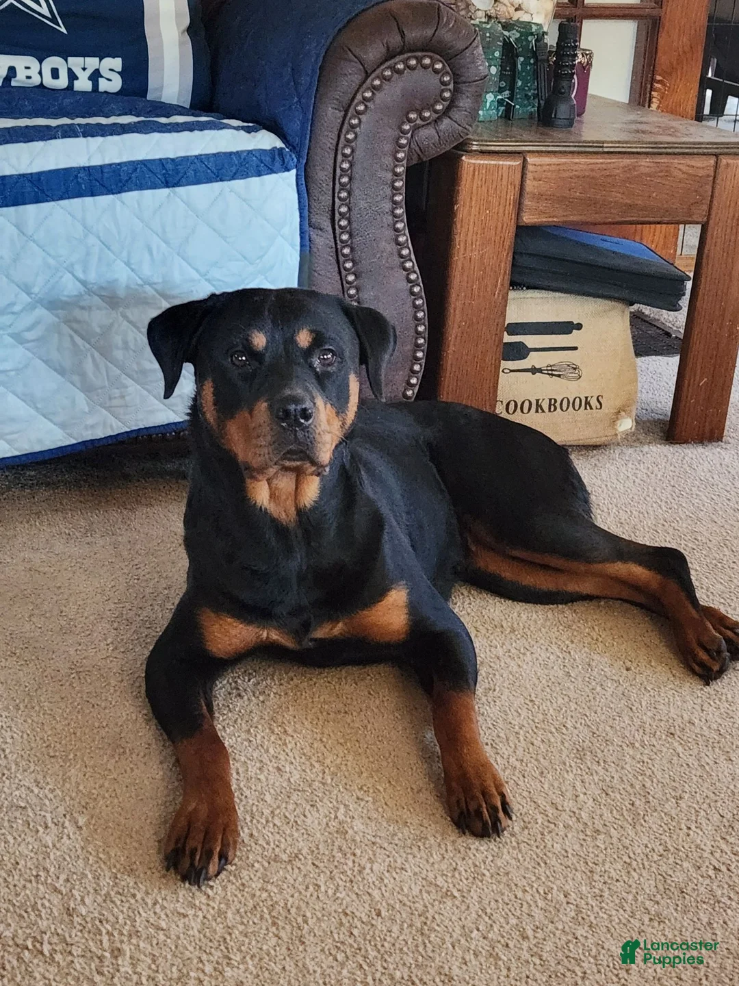 Rottweiler dogs for sale: Rottweiler 4 - Ad 5