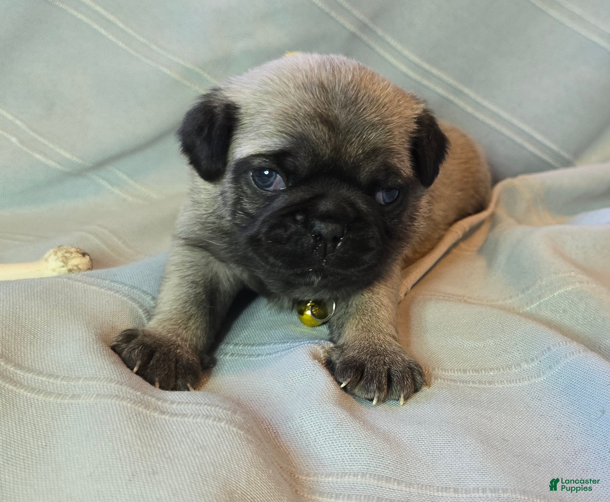 Pug dogs Daniel - Ad 41