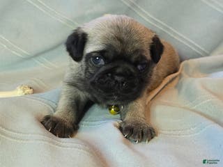 Pug dogs Daniel - Ad 41