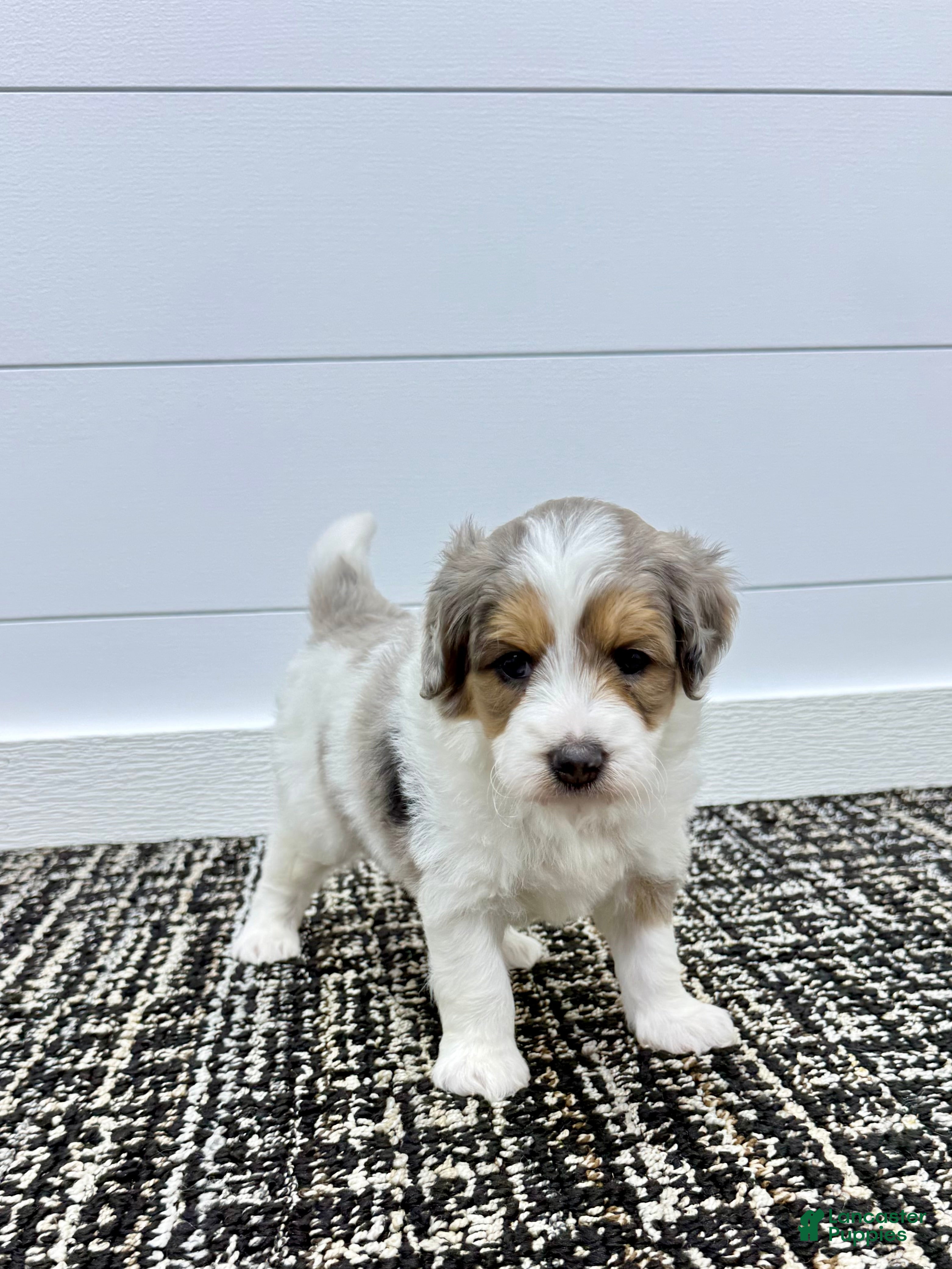 Mini Goldendoodle dogs Piper 🐶 - Ad 2