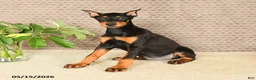 Doberman Pinscher dogs for sale: Harley - Ad 1