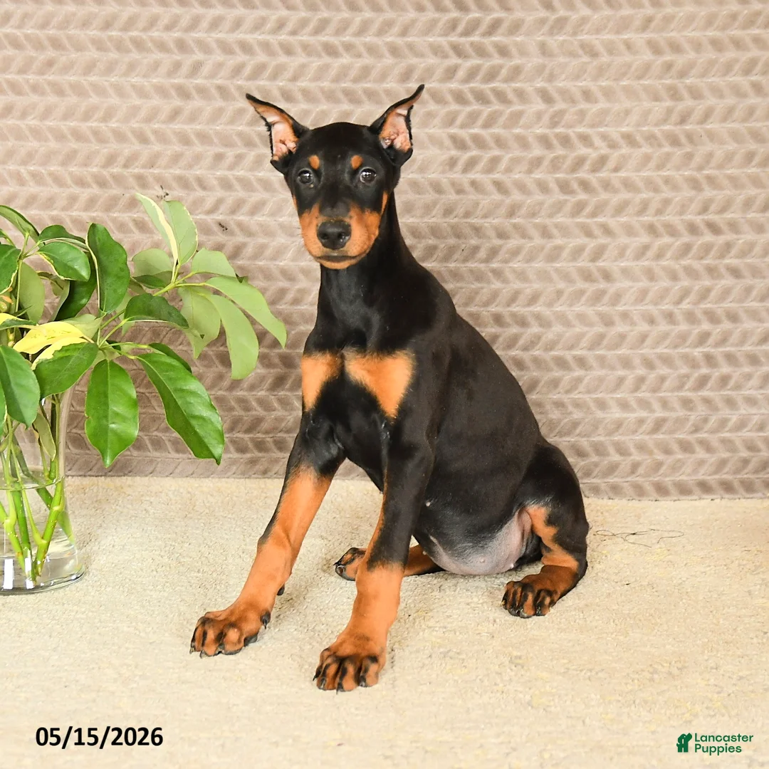 Doberman Pinscher dogs for sale: Harley - Ad 1