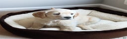 Golden Retriever dogs for sale: Blizzard - Ad 1