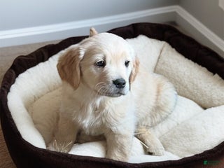 Golden Retriever dogs Blizzard - Ad 9