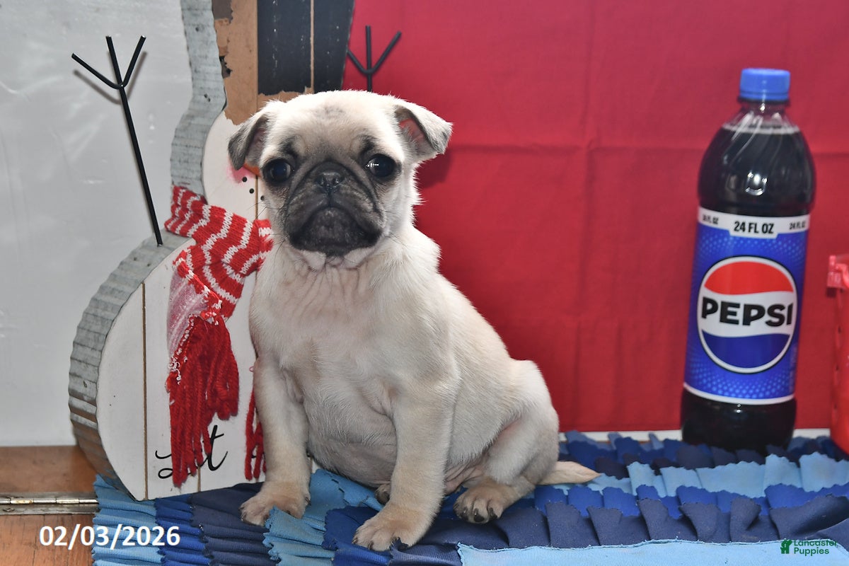 Pug dogs Donald - Ad 13