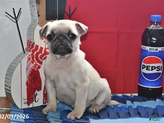Pug dogs Donald - Ad 13