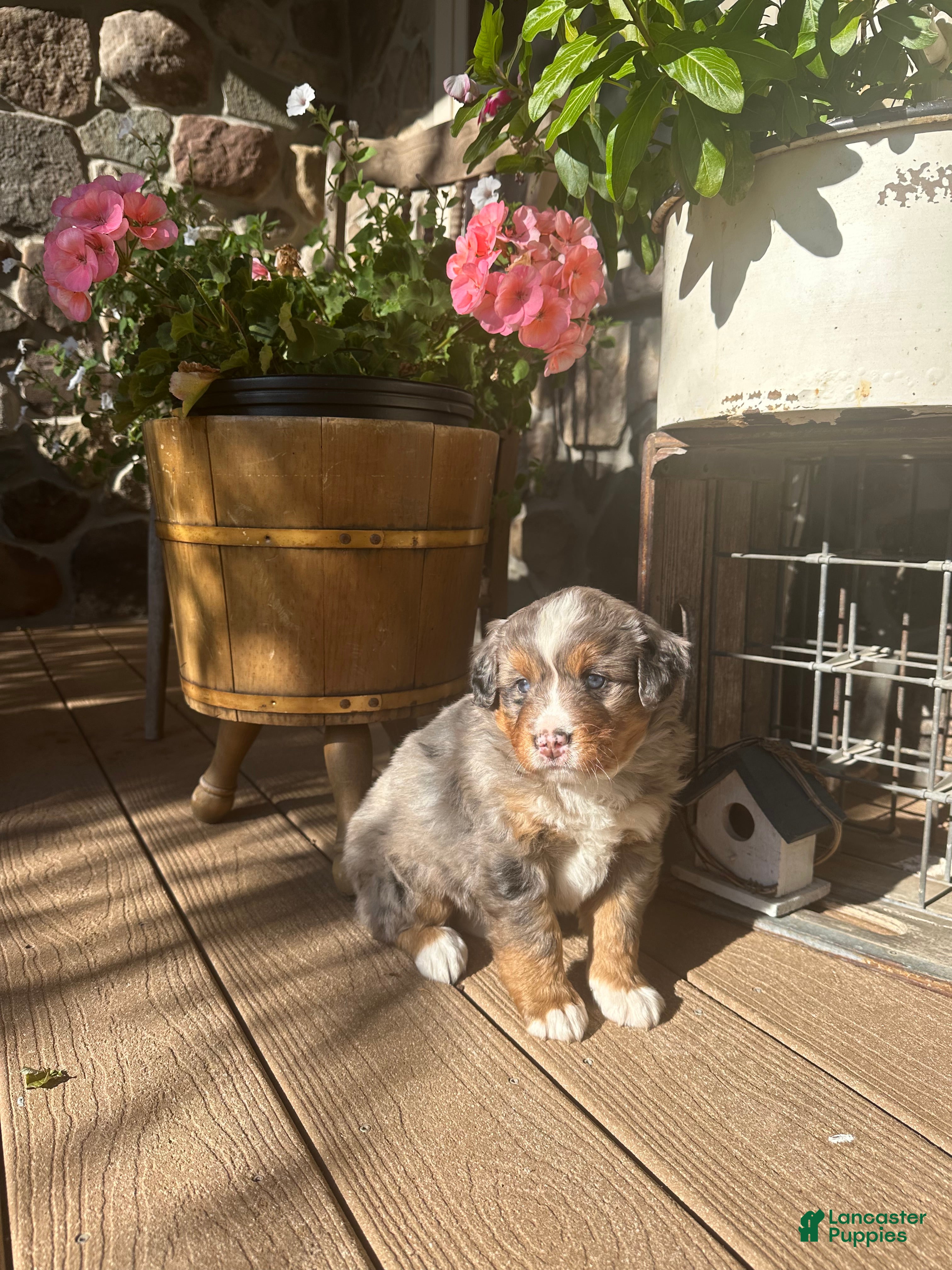 Mini Bernedoodle dogs for sale: Tatallini - Ad 2