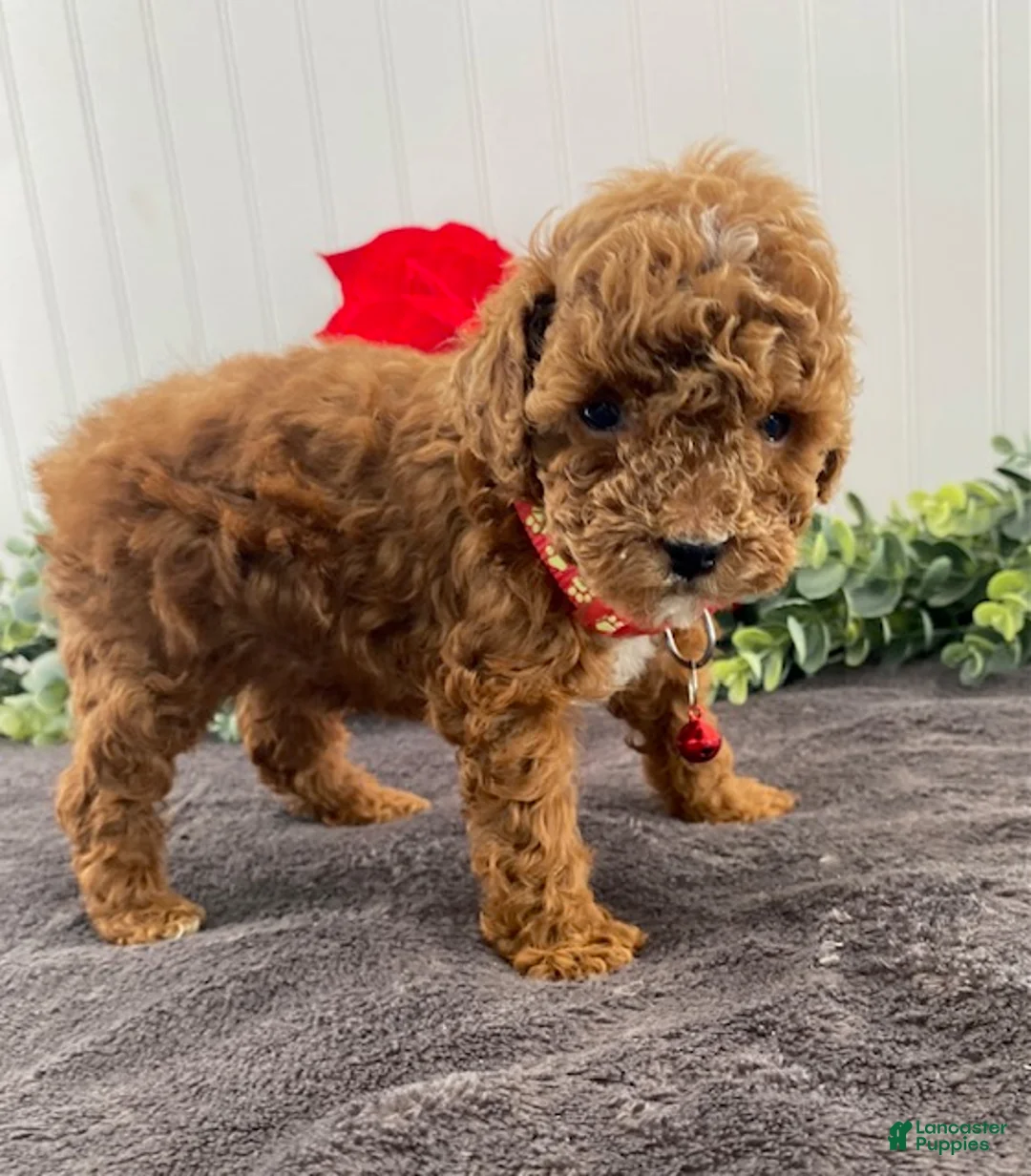 Toy Poodle dogs for sale: Jasper - Ad 3