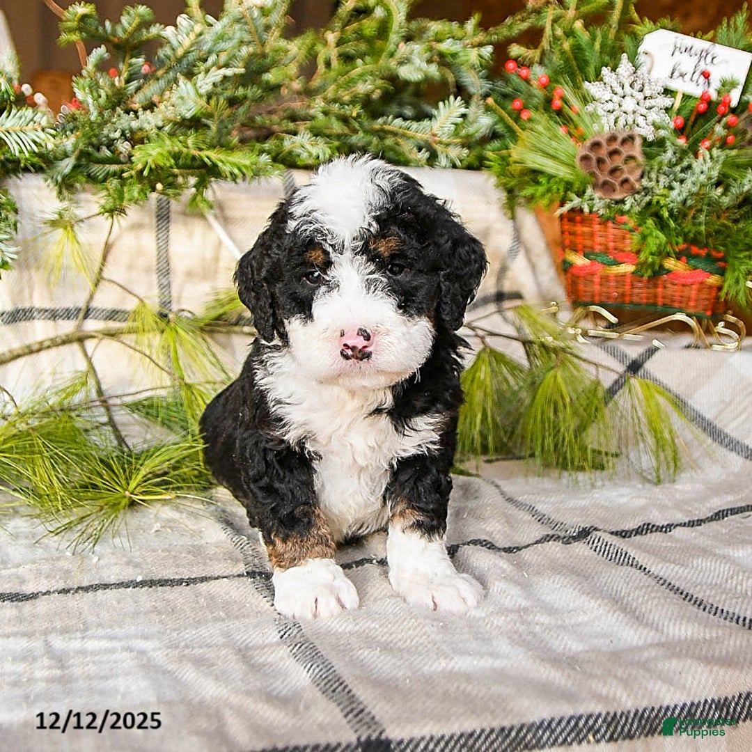 Mini Bernedoodle dogs for sale: Murphy - Ad 4