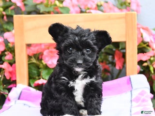 Chapoo Dogs Chipoo Puppies for sale | Lancaster Puppies