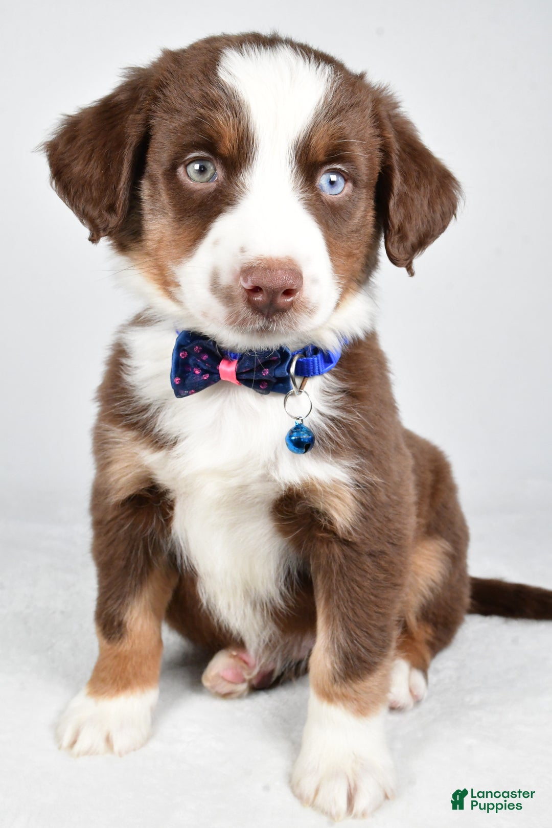 Miniature Australian Shepherd dogs for sale: Rusty - Ad 1
