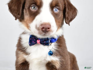 Miniature Australian Shepherd dogs Rusty - Ad 6