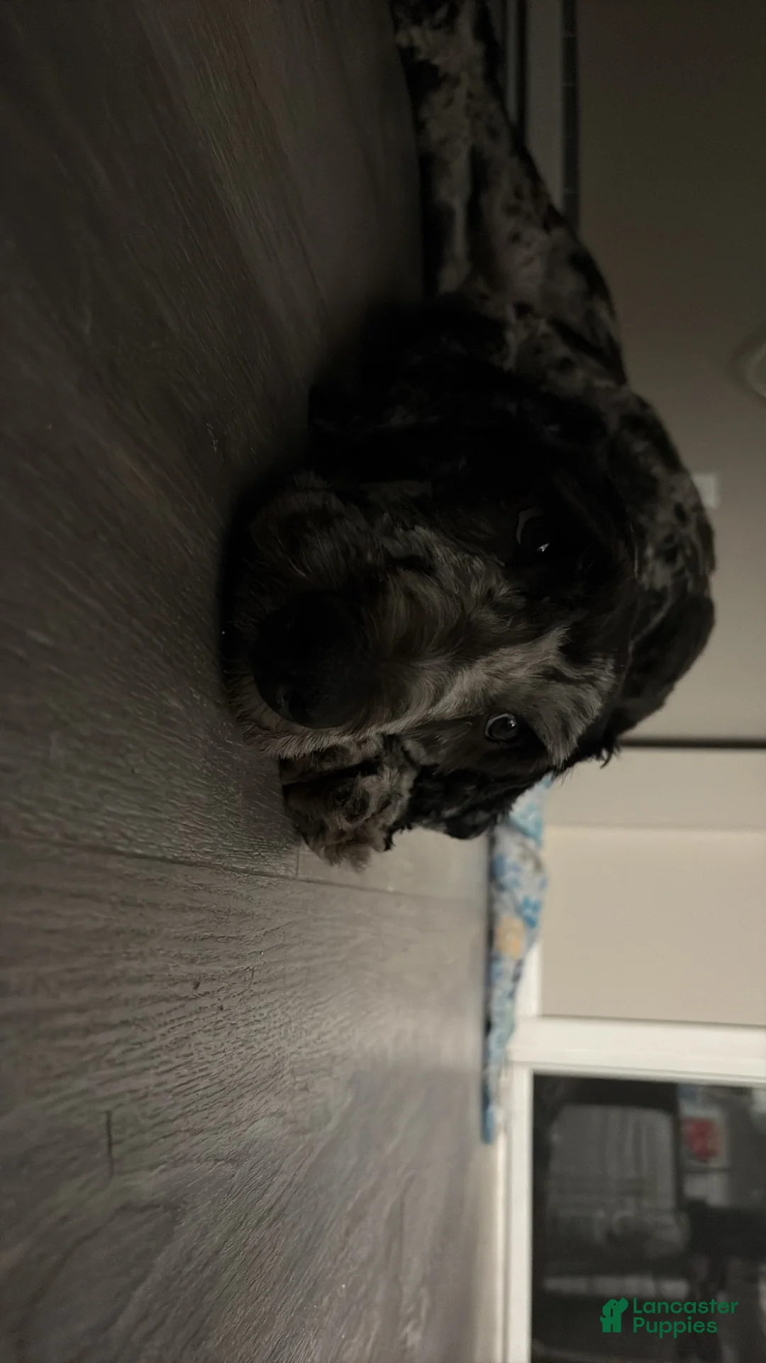 Aussiedoodle dogs for sale: Aussiedoodle Puppy 1 - Ad 2