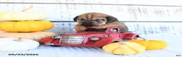 Mini Hippo dogs for sale: Espresso - Ad 1