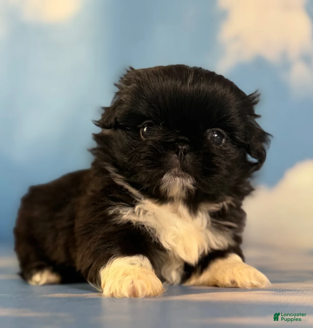 Pekingese dogs for sale: AKC Beyoncé DNA OFA  - Ad 1