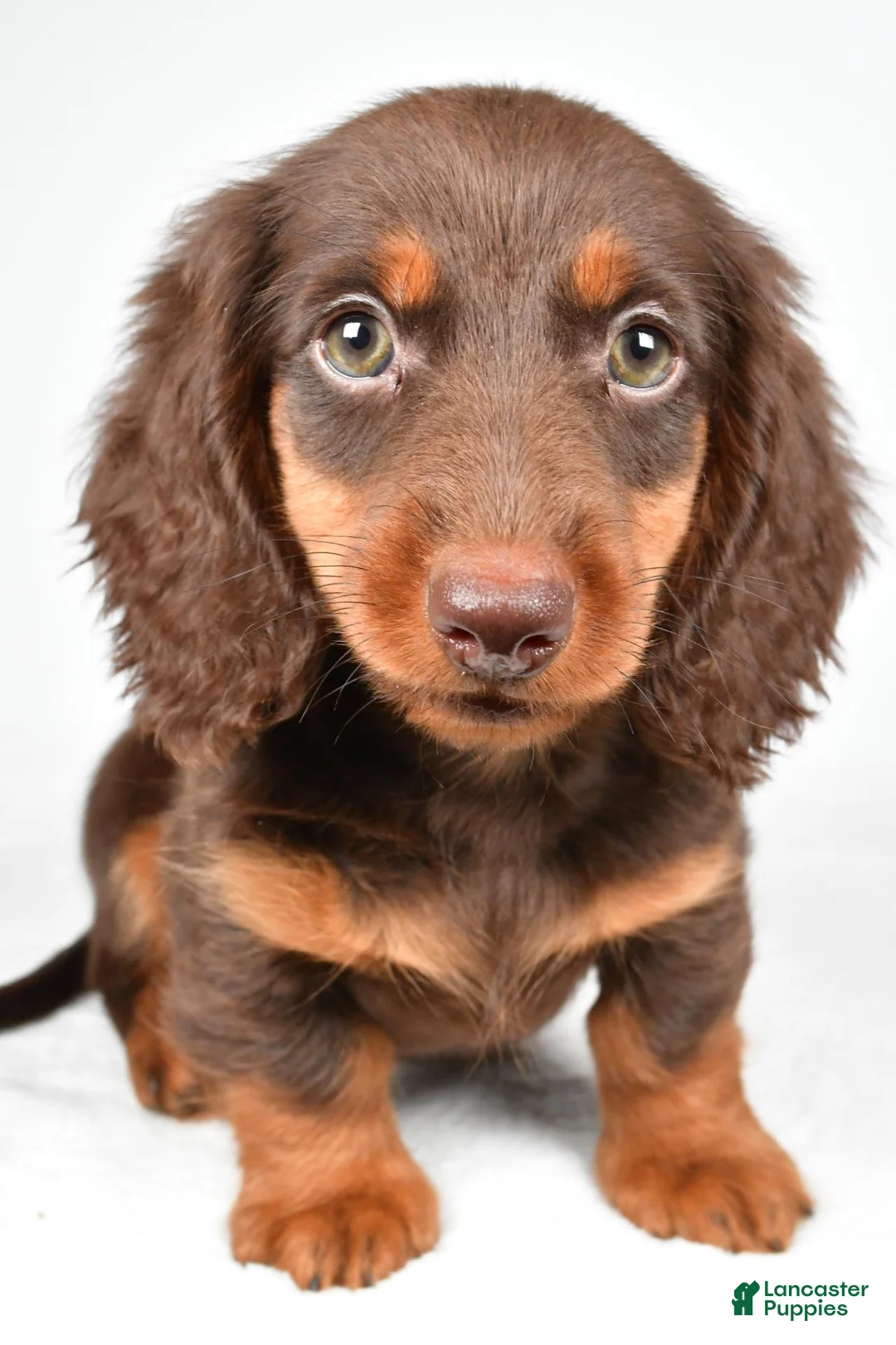 Dachshund dogs for sale: Teddy - Ad 1
