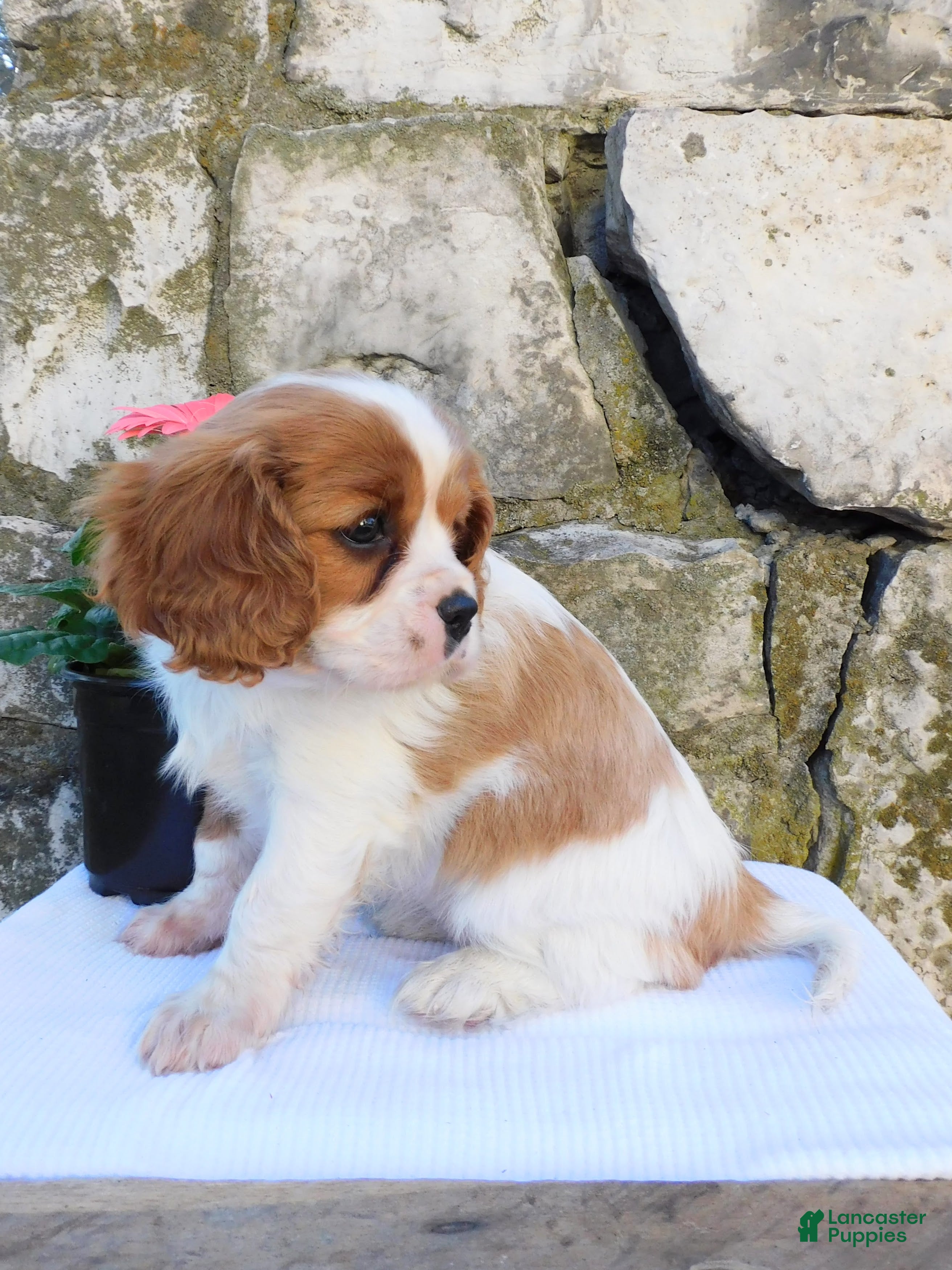 Cavalier King Charles Spaniel dogs Misty - Ad 2