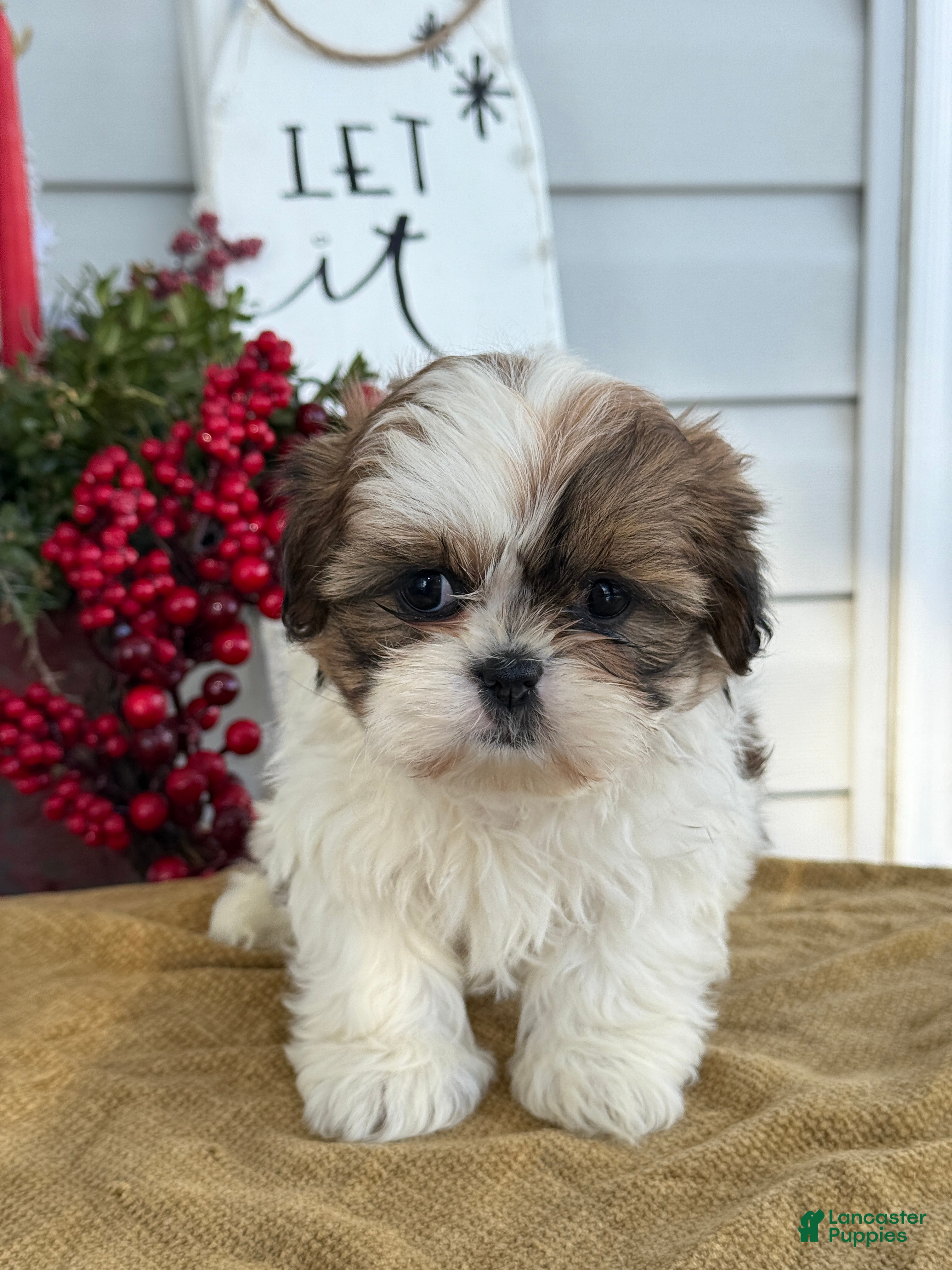 Shih Tzu dogs Poppy - Ad 9