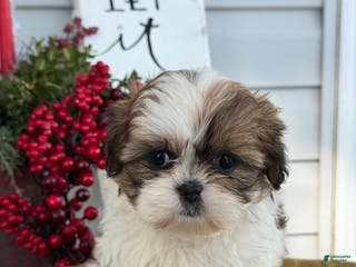 Shih Tzu dogs Poppy - Ad 9