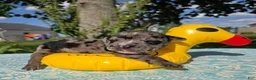 Olde English Bulldogge dogs for sale: Ruble - Ad 4