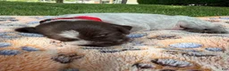 Wirehaired Pointing Griffon dogs for sale: Puppy 1 - Ad 2