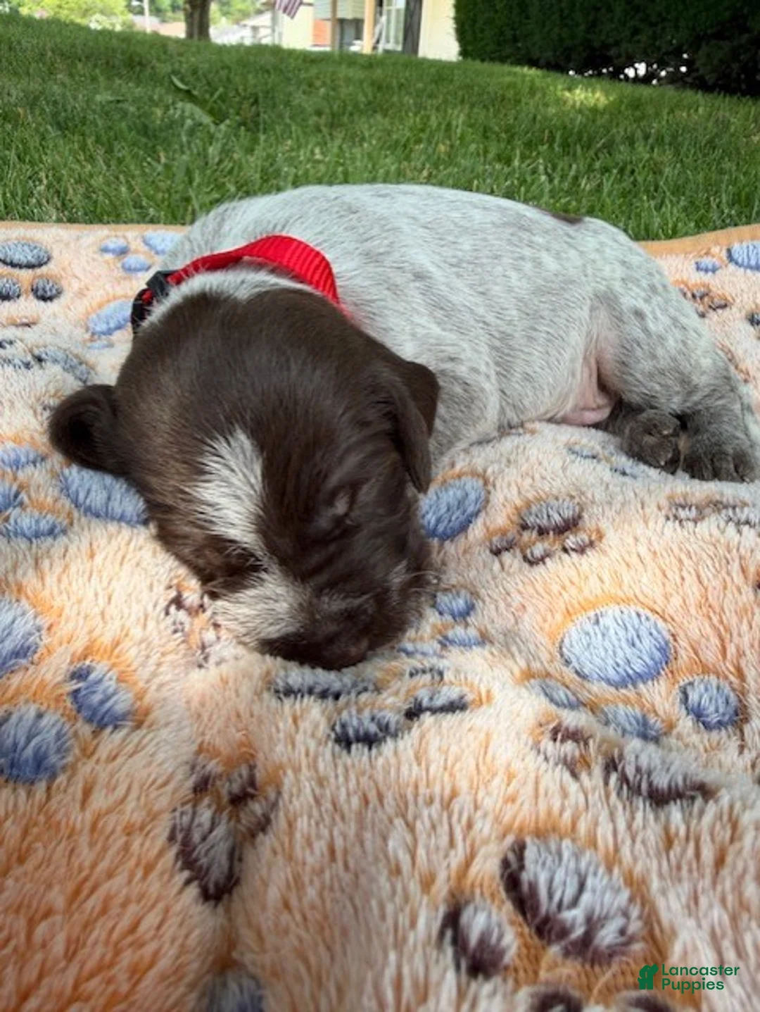 Wirehaired Pointing Griffon dogs for sale: Puppy 1 - Ad 2