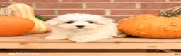 Maltipoo dogs for sale: Fancy - Ad 3