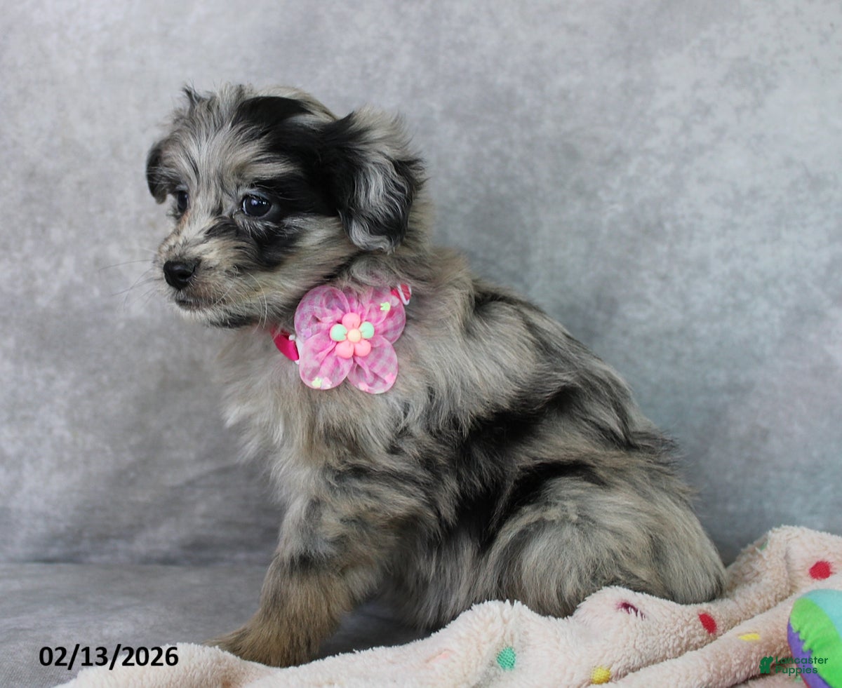 Mini Aussiedoodle dogs Brandy - Ad 2