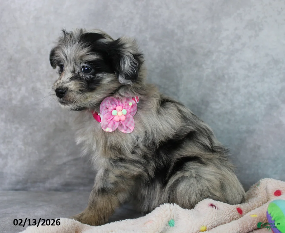 Mini Aussiedoodle dogs for sale: Brandy - Ad 2