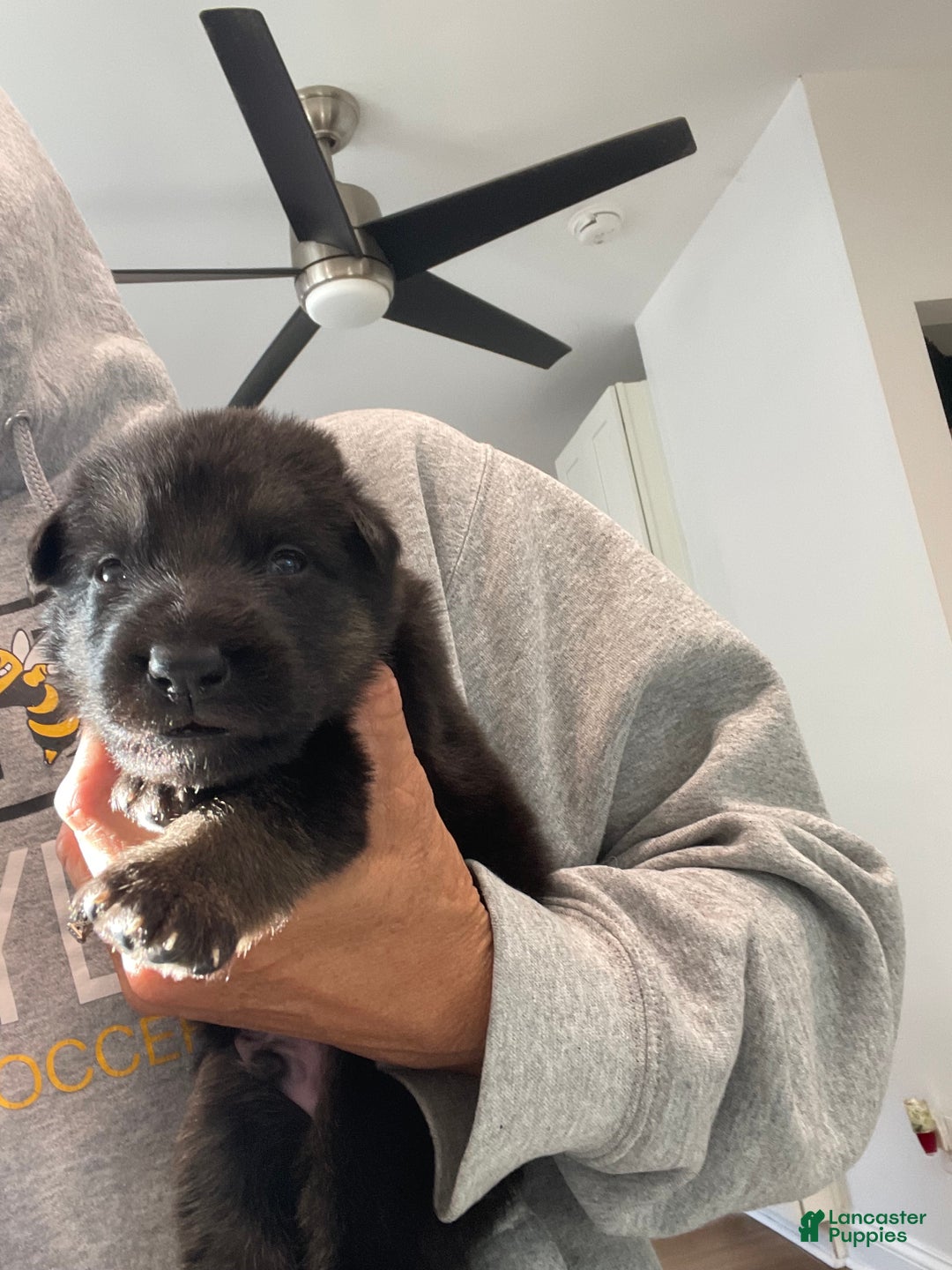 German Shepherd dogs for sale: Sugar/purple collar - Ad 20