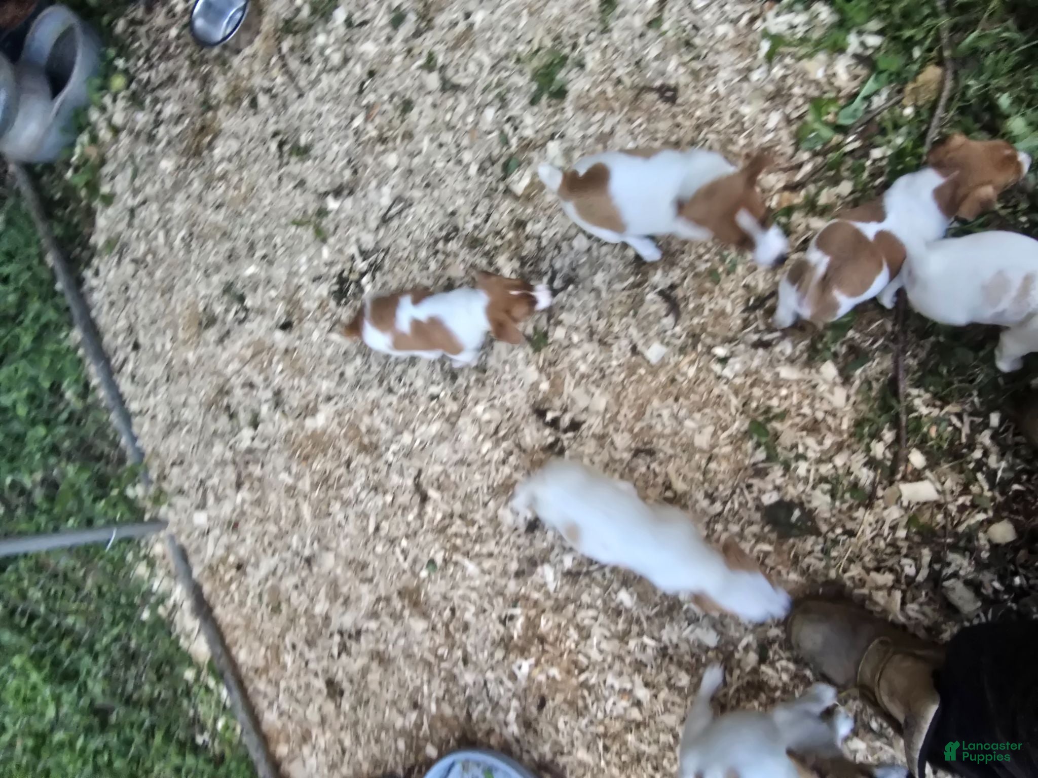 Jack Russell Terrier dogs Jack Russell Terrier 9 - Ad 1