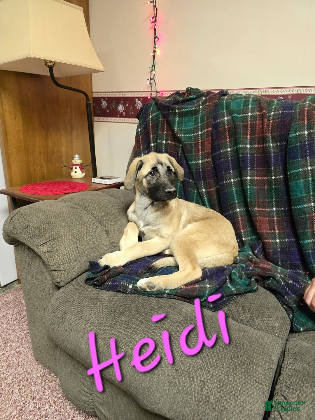 Mixed Breed dogs for sale: 🕯️ Heidi - Ad 5