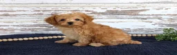 Toy Poodle dogs for sale: Tammi - Ad 2