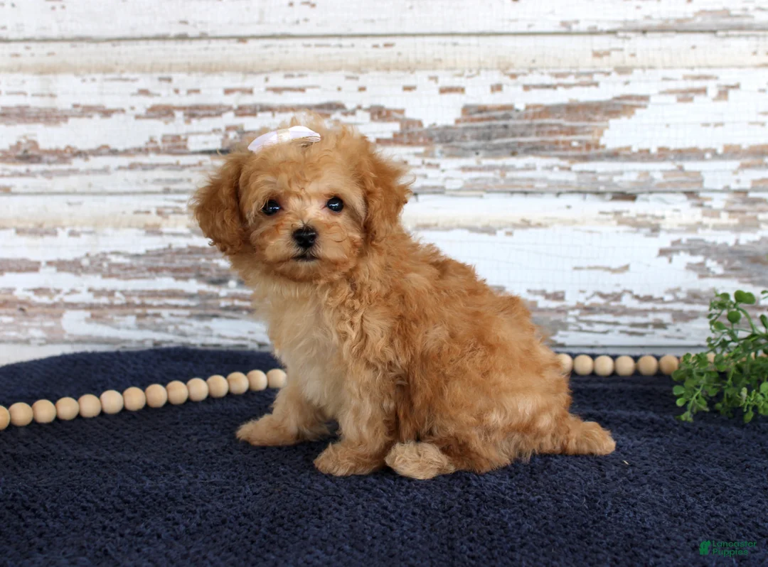 Toy Poodle dogs for sale: Tammi - Ad 2