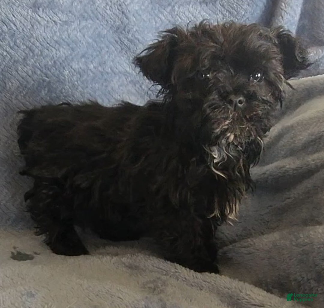 Shihpoo dogs for sale: Andy - Ad 2