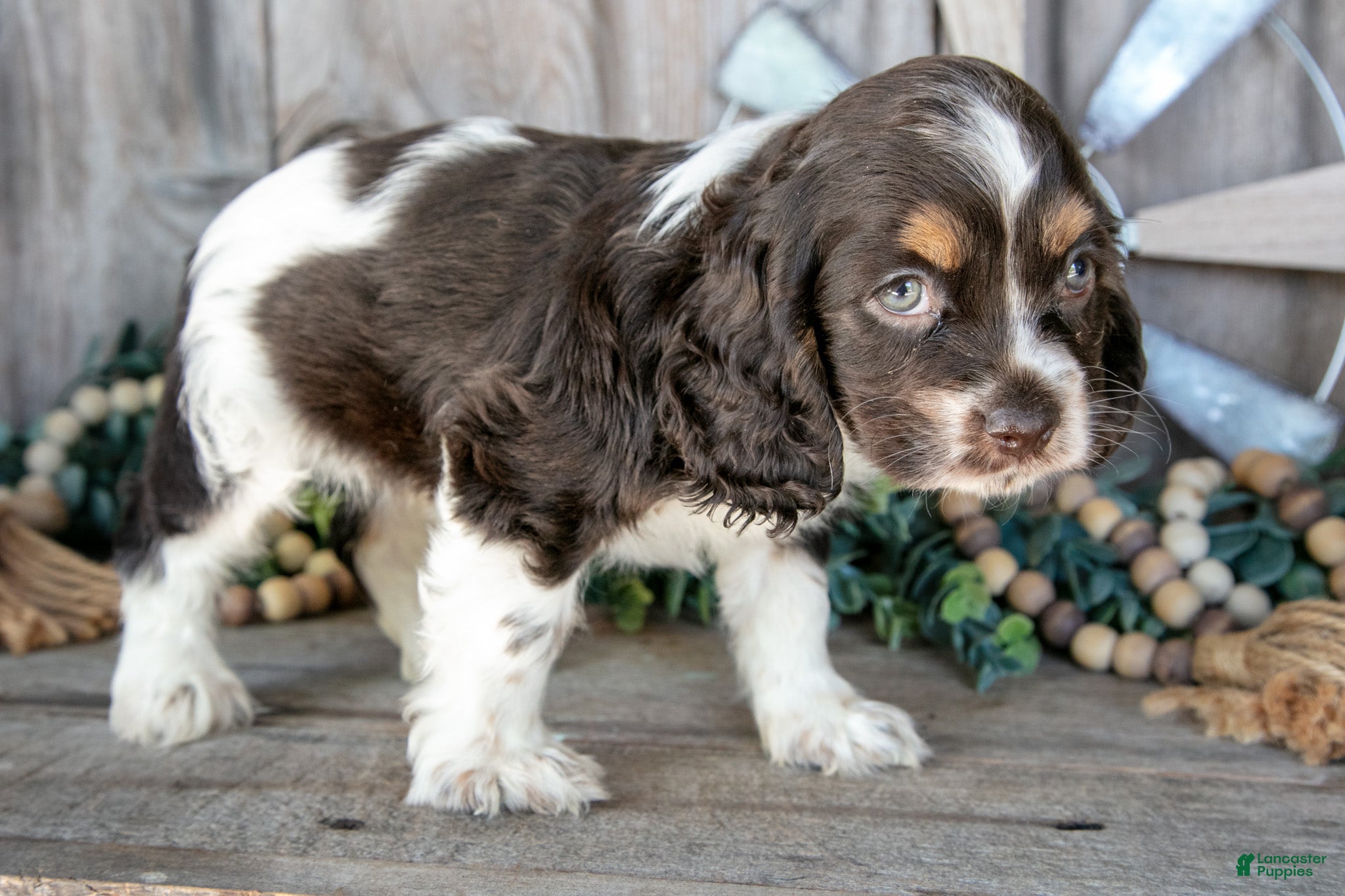 Cocker Spaniel dogs Apple - Ad 2