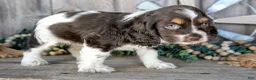 Cocker Spaniel dogs for sale: Apple - Ad 2