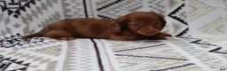 Miniature Dachshund dogs for sale: Snibbles - Ad 2