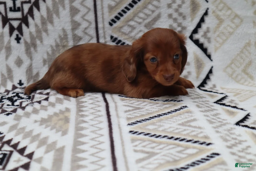 Miniature Dachshund dogs for sale: Snibbles - Ad 2
