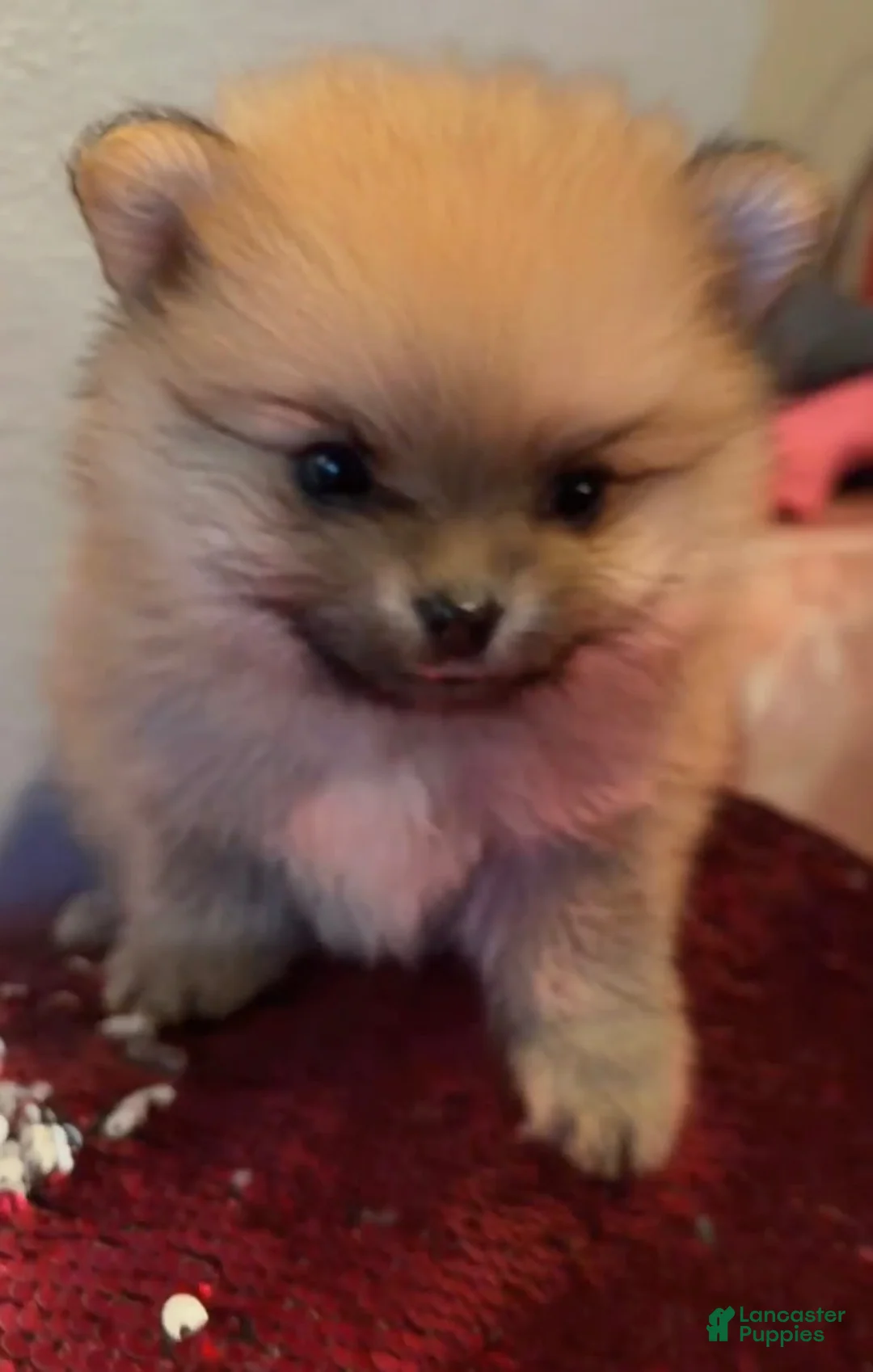 Pomeranian dogs for sale: Pomeranian 3 - Ad 1
