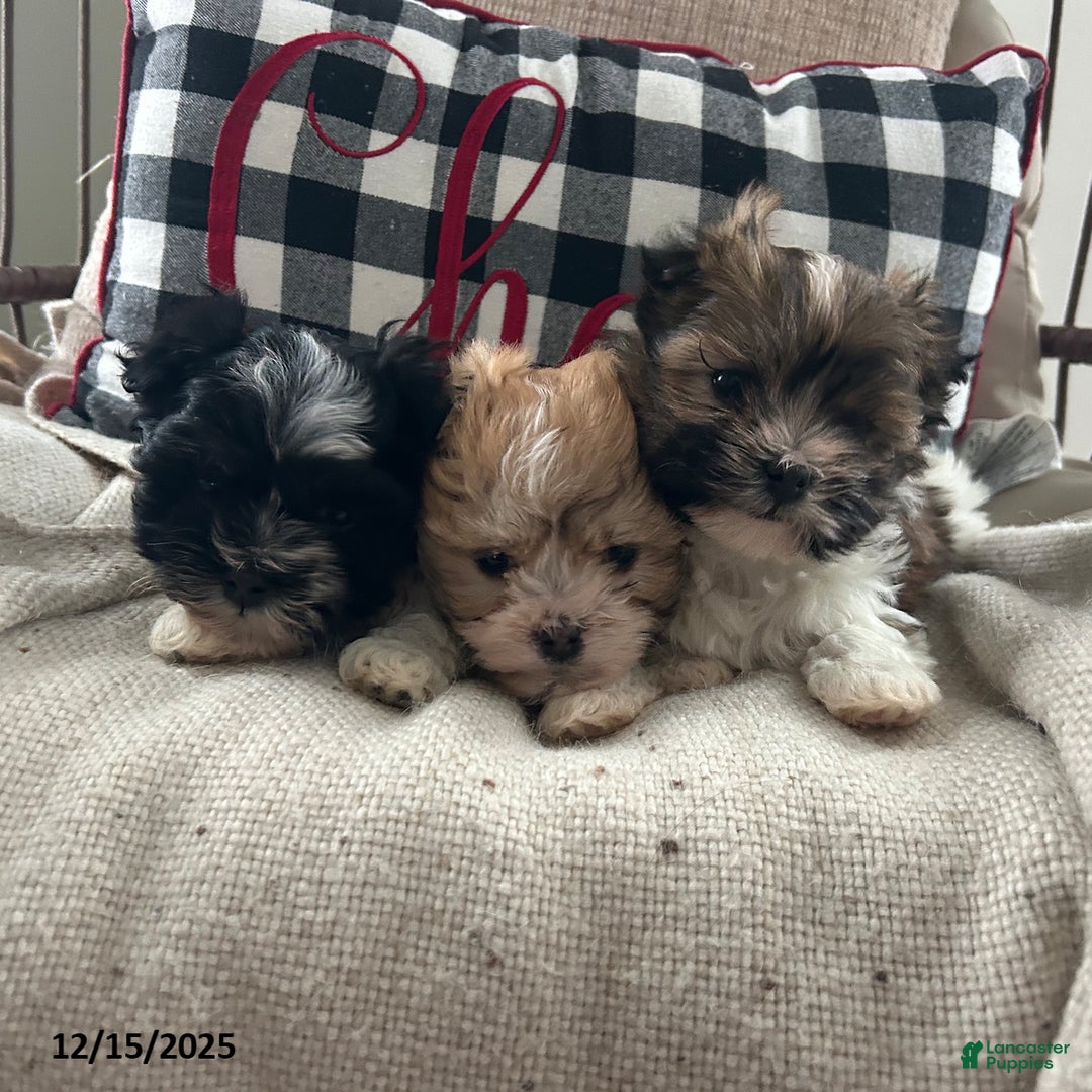 Havanese dogs for sale: Snuggles   - Ad 5