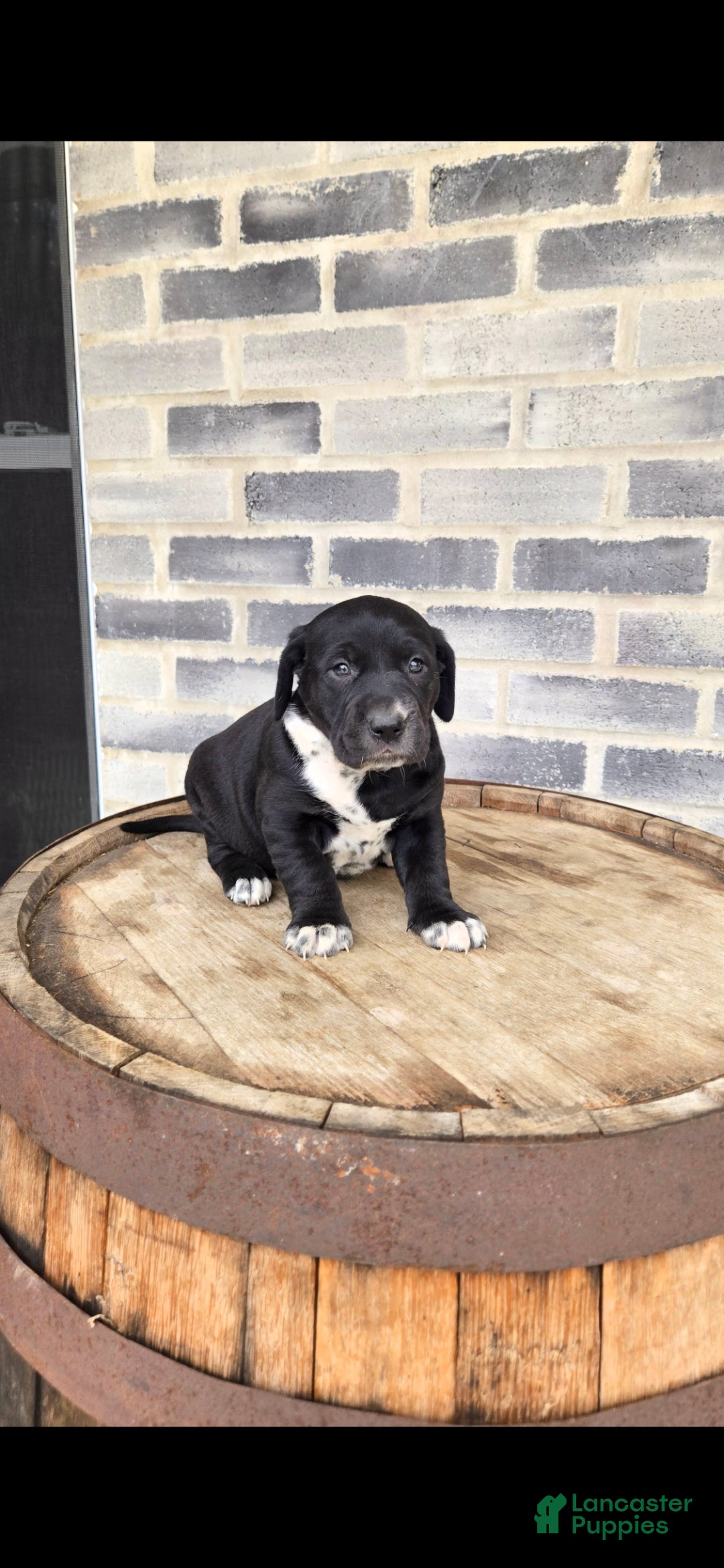 Mixed Breed dogs for sale: Mixed Breed Puppy 1 - Ad 2