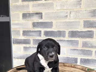 Mixed Breed dogs for sale: Mixed Breed Puppy 1 - Ad 2