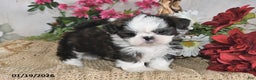 Shih Tzu dogs for sale: Belle - Ad 1