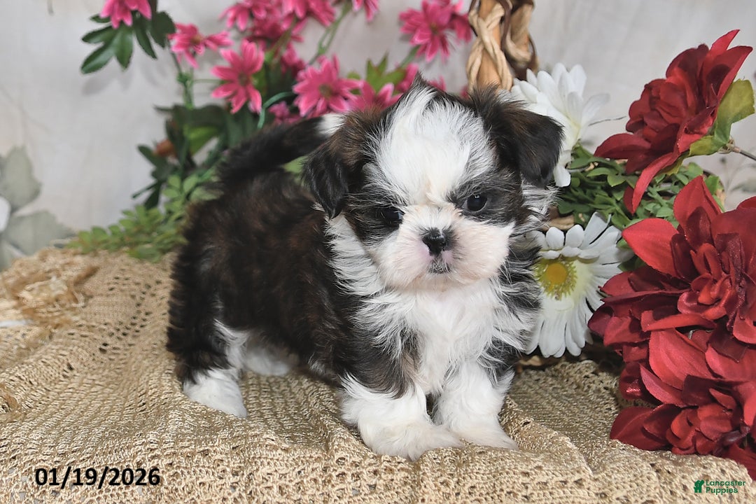 Shih Tzu dogs for sale: Belle - Ad 1