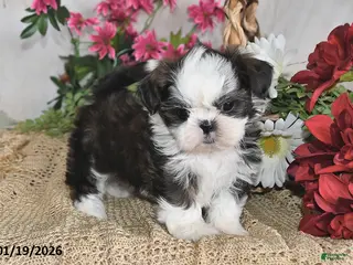 Shih Tzu dogs Belle - Ad 42