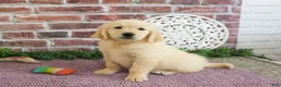 Golden Retriever dogs for sale: Gwenn - Ad 3