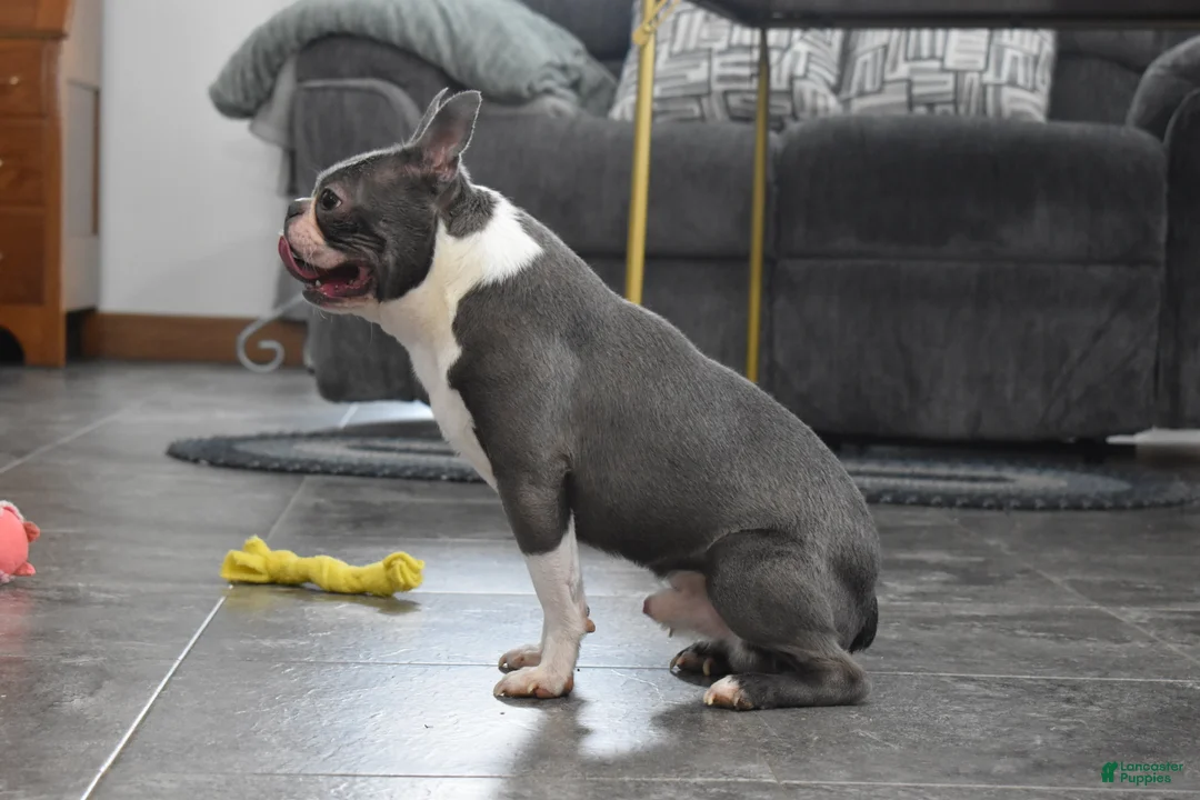Boston Terrier dogs for sale: Rudy - Ad 7